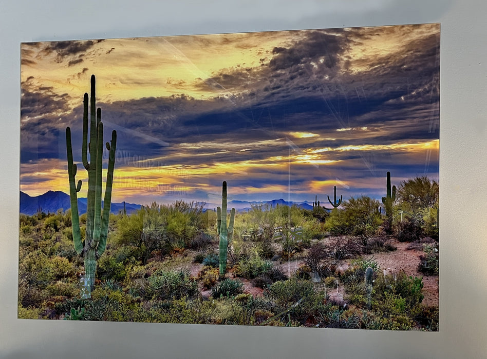 Saguaro Sunset